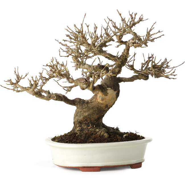 Acer buergerianum, 20 cm, ± 30 years old, with a nebari of 11 cm