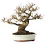 Acer buergerianum, 20 cm, ± 30 jaar oud, met een nebari van 11 cm