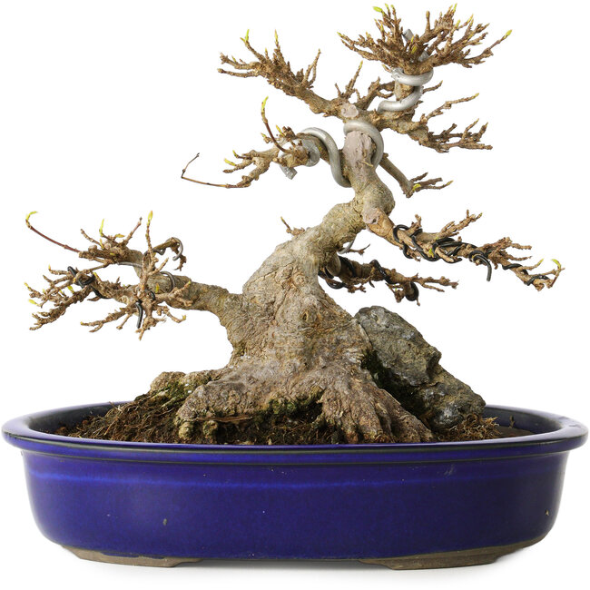 Acer buergerianum, 18,5 cm, ± 30 years old, with a rock grown into the nebari
