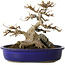 Acer buergerianum, 18,5 cm, ± 30 jaar oud, met een in de nebari gegroeide rots