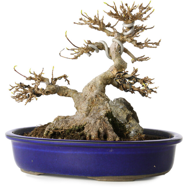 Acer buergerianum, 18,5 cm, ± 30 years old, with a rock grown into the nebari