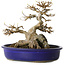 Acer buergerianum, 18,5 cm, ± 30 jaar oud, met een in de nebari gegroeide rots