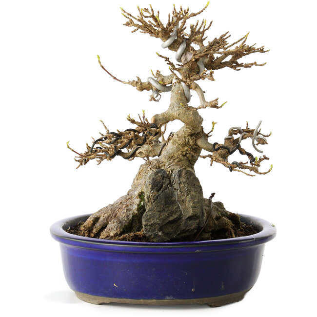 Acer buergerianum, 18,5 cm, ± 30 ans, avec une roche cultivée dans le nebari