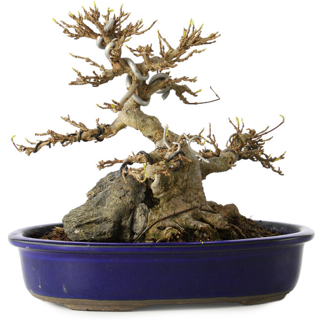 Acer buergerianum, 18,5 cm, ± 30 ans, avec une roche cultivée dans le nebari