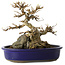 Acer buergerianum, 18,5 cm, ± 30 jaar oud, met een in de nebari gegroeide rots
