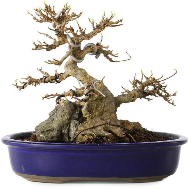 Acer buergerianum, 18,5 cm, ± 30 jaar oud, met een in de nebari gegroeide rots