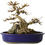 Acer buergerianum, 18,5 cm, ± 30 jaar oud, met een in de nebari gegroeide rots