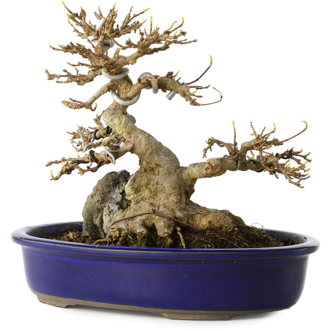 Acer buergerianum, 18,5 cm, ± 30 jaar oud, met een in de nebari gegroeide rots