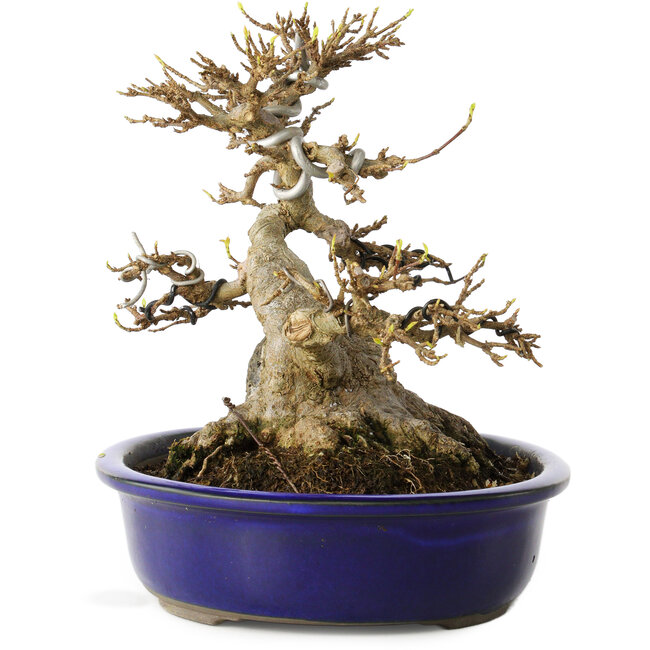 Acer buergerianum, 18,5 cm, ± 30 ans, avec une roche cultivée dans le nebari