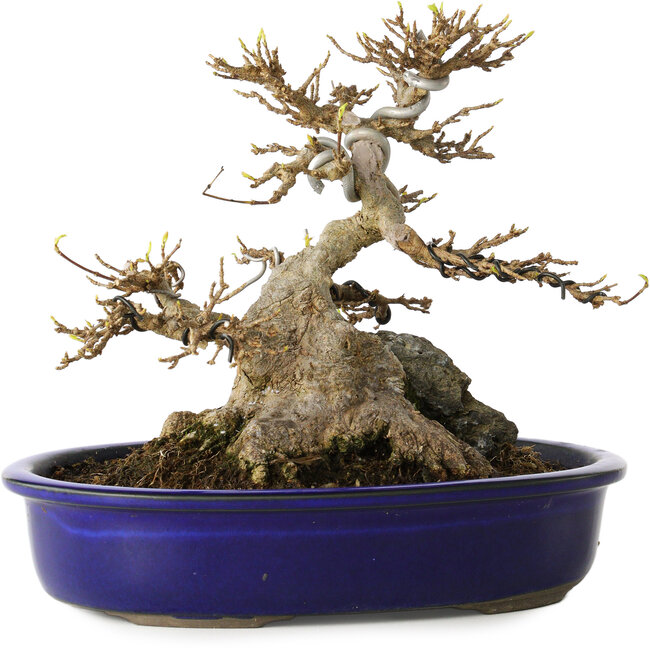 Acer buergerianum, 18,5 cm, ± 30 Jahre alt, mit einem in das Nebari eingewachsenen Stein