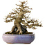 Acer buergerianum, 16,5 cm, ± 30 ans, dans un pot japonais fait main par Hattori