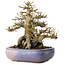 Acer buergerianum, 16,5 cm, ± 30 ans, dans un pot japonais fait main par Hattori