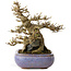 Acer buergerianum, 16,5 cm, ± 30 ans, dans un pot japonais fait main par Hattori