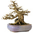 Acer buergerianum, 16,5 cm, ± 30 ans, dans un pot japonais fait main par Hattori