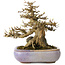 Acer buergerianum, 16,5 cm, ± 30 ans, dans un pot japonais fait main par Hattori