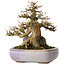Acer buergerianum, 16,5 cm, ± 30 ans, dans un pot japonais fait main par Hattori