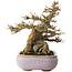 Acer buergerianum, 16,5 cm, ± 30 ans, dans un pot japonais fait main par Hattori