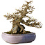 Acer buergerianum, 16,5 cm, ± 30 ans, dans un pot japonais fait main par Hattori