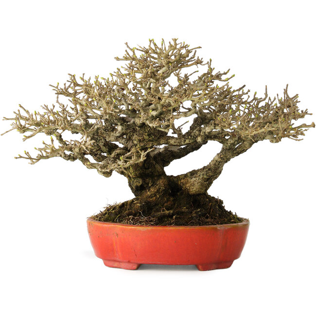 Ligustrum, 18 cm, ± 30 years old, with a nebari of 13 cm and incredible ramification, in a handmade Japanese pot by Koyou