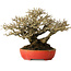 Ligustrum, 18 cm, ± 30 anni, con un nebari di 13 cm e un'incredibile ramificazione, in un vaso giapponese fatto a mano da Koyou