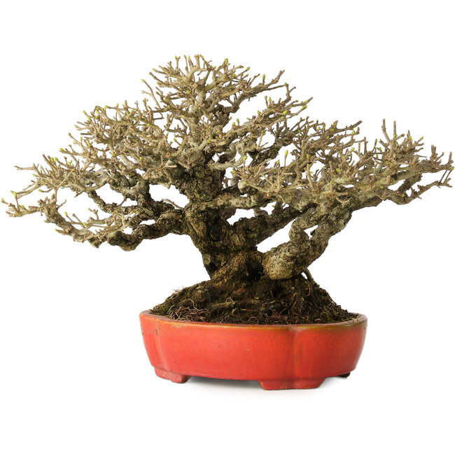 Ligustrum, 18 cm, ± 30 jaar oud, met een nebari van 13 cm en ongelooflijke vertakking, in een handgemaakte Japanse pot van Koyou