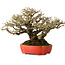 Ligustrum, 18 cm, ± 30 years old, with a nebari of 13 cm and incredible ramification, in a handmade Japanese pot by Koyou