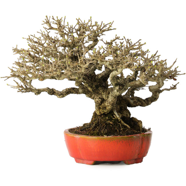 Ligustrum, 18 cm, ± 30 jaar oud, met een nebari van 13 cm en ongelooflijke vertakking, in een handgemaakte Japanse pot van Koyou