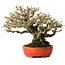 Ligustrum, 18 cm, ± 30 years old, with a nebari of 13 cm and incredible ramification, in a handmade Japanese pot by Koyou