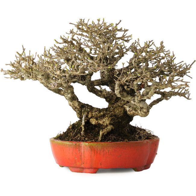 Ligustrum, 18 cm, ± 30 years old, with a nebari of 13 cm and incredible ramification, in a handmade Japanese pot by Koyou