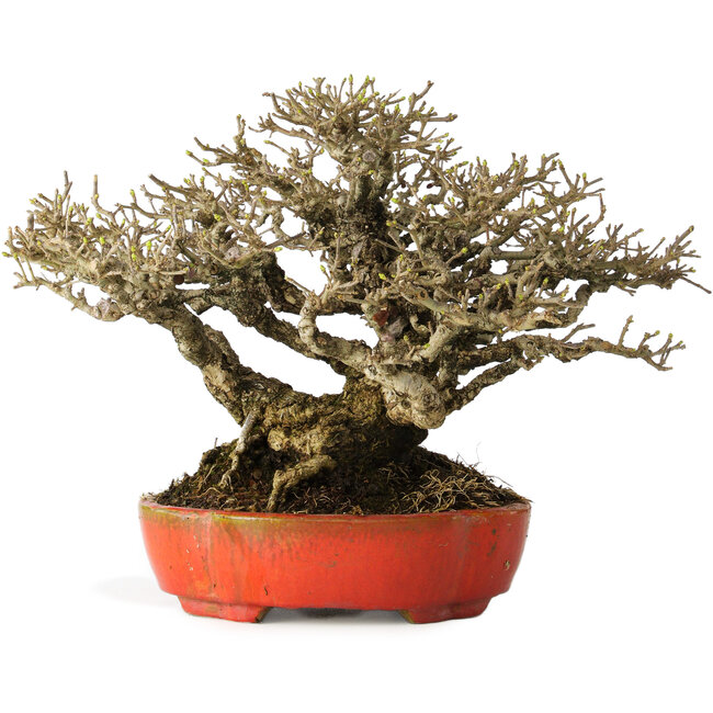 Ligustrum, 18 cm, ± 30 años, con un nebari de 13 cm e increíble ramificación, en una maceta japonesa hecha a mano por Koyou