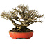 Ligustrum, 18 cm, ± 30 years old, with a nebari of 13 cm and incredible ramification, in a handmade Japanese pot by Koyou