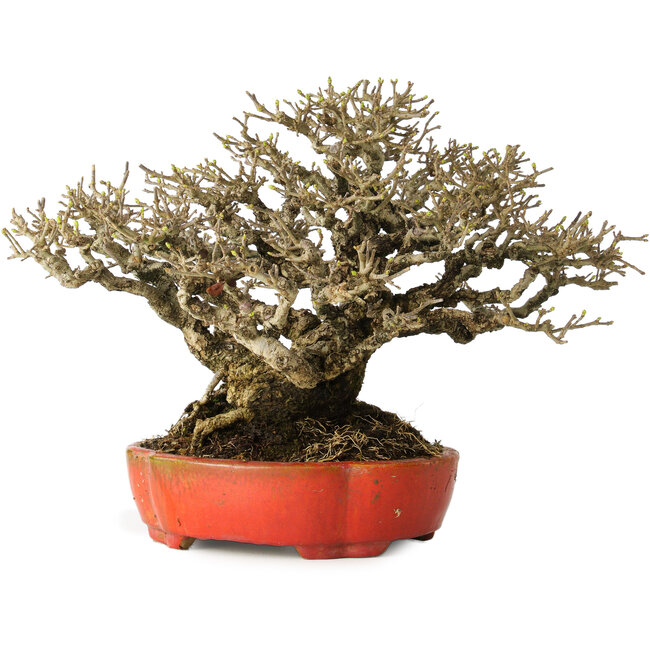 Ligustrum, 18 cm, ± 30 anni, con un nebari di 13 cm e un'incredibile ramificazione, in un vaso giapponese fatto a mano da Koyou