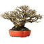 Ligustrum, 18 cm, ± 30 years old, with a nebari of 13 cm and incredible ramification, in a handmade Japanese pot by Koyou