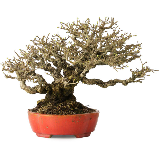 Ligustrum, 18 cm, ± 30 anni, con un nebari di 13 cm e un'incredibile ramificazione, in un vaso giapponese fatto a mano da Koyou