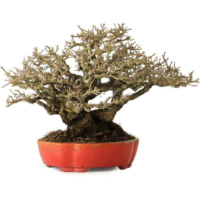 Ligustrum, 18 cm, ± 30 años, con un nebari de 13 cm e increíble ramificación, en una maceta japonesa hecha a mano por Koyou