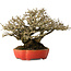 Ligustrum, 18 cm, ± 30 years old, with a nebari of 13 cm and incredible ramification, in a handmade Japanese pot by Koyou