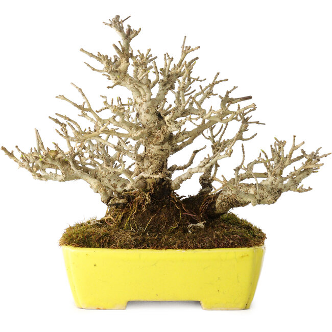 Ligustrum, 17 cm, ± 25 years old, with an exceptionally good shohin size and ramification, in a handmade Japanese pot by Shibakatsu
