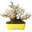 Ligustrum, 17 cm, ± 25 years old, with an exceptionally good shohin size and ramification, in a handmade Japanese pot by Shibakatsu
