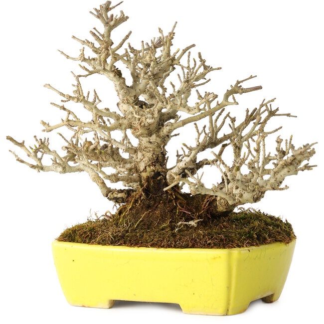 Ligustrum, 17 cm, ± 25 jaar oud, met een uitzonderlijk goede shohin-maat en vertakking, in een handgemaakte Japanse pot van Shibakatsu