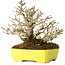 Ligustrum, 17 cm, ± 25 years old, with an exceptionally good shohin size and ramification, in a handmade Japanese pot by Shibakatsu