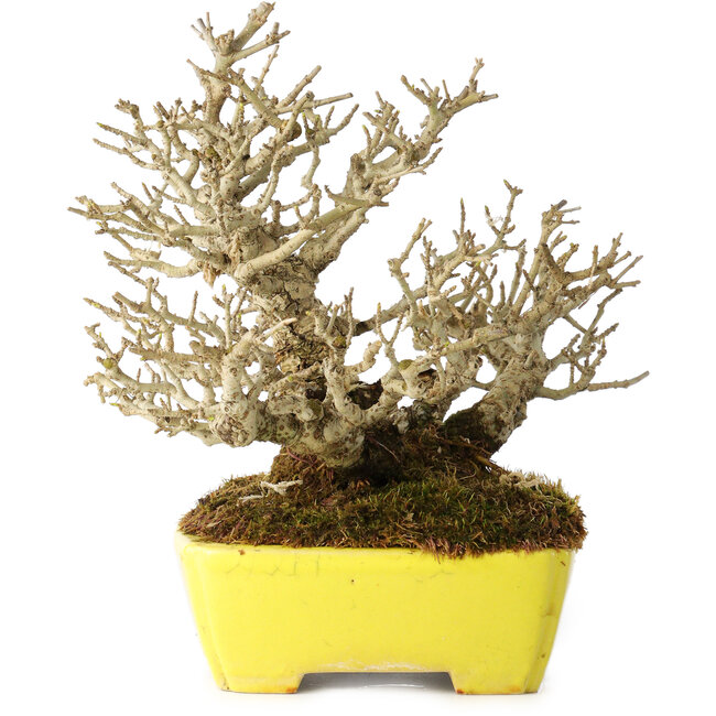 Ligustrum, 17 cm, ± 25 Jahre alt, mit außergewöhnlich guter Shohin-Größe und Verzweigung, in einem handgefertigten japanischen Topf von Shibakatsu