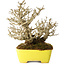 Ligustrum, 17 cm, ± 25 years old, with an exceptionally good shohin size and ramification, in a handmade Japanese pot by Shibakatsu