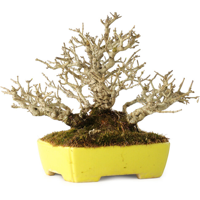 Ligustrum, 17 cm, ± 25 anni, con dimensioni shohin e ramificazione eccezionalmente buone, in un vaso giapponese fatto a mano da Shibakatsu