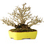 Ligustrum, 17 cm, ± 25 years old, with an exceptionally good shohin size and ramification, in a handmade Japanese pot by Shibakatsu