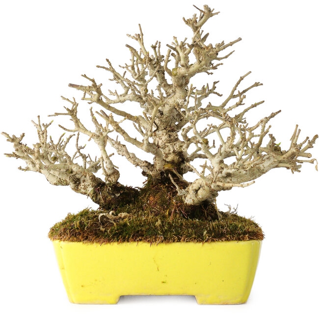 Ligustrum, 17 cm, ± 25 jaar oud, met een uitzonderlijk goede shohin-maat en vertakking, in een handgemaakte Japanse pot van Shibakatsu