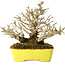 Ligustrum, 17 cm, ± 25 jaar oud, met een uitzonderlijk goede shohin-maat en vertakking, in een handgemaakte Japanse pot van Shibakatsu