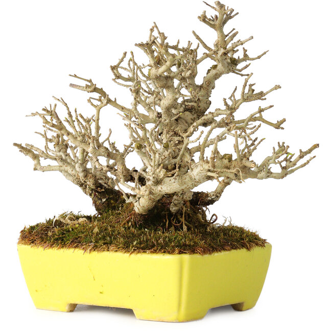 Ligustrum, 17 cm, ± 25 jaar oud, met een uitzonderlijk goede shohin-maat en vertakking, in een handgemaakte Japanse pot van Shibakatsu