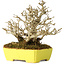 Ligustrum, 17 cm, ± 25 years old, with an exceptionally good shohin size and ramification, in a handmade Japanese pot by Shibakatsu