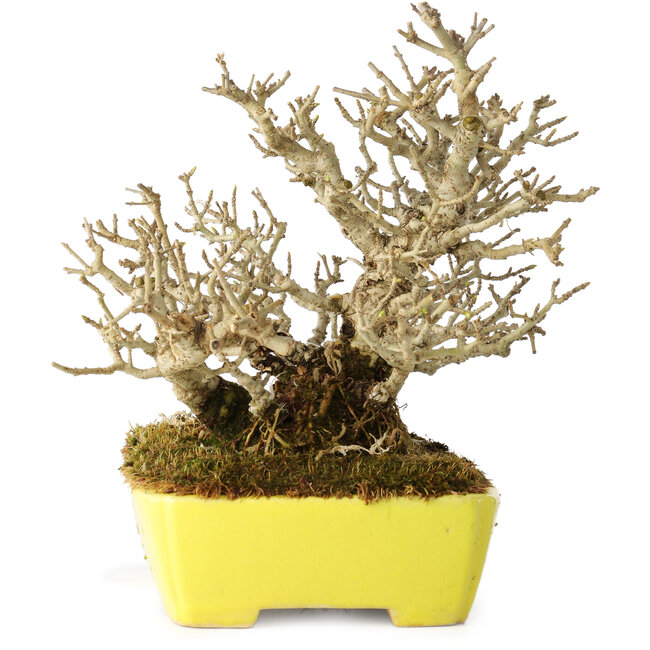 Ligustrum, 17 cm, ± 25 anni, con dimensioni shohin e ramificazione eccezionalmente buone, in un vaso giapponese fatto a mano da Shibakatsu