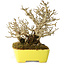 Ligustrum, 17 cm, ± 25 years old, with an exceptionally good shohin size and ramification, in a handmade Japanese pot by Shibakatsu